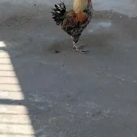 خروس|پرنده|خرم‌آباد, |دیوار