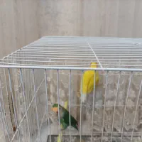 یک جفت کوتوله