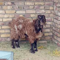 کهر نر|حیوانات مزرعه|نیمروز, |دیوار