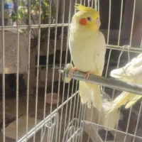 مرغ برهما|پرنده|مشهد, کلاکوب|دیوار