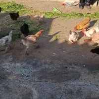 مرغ محلی و غاز