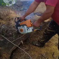 هرس و قطع درخت|خدمات باغبانی و درختکاری|شیراز, شهرک گلستان|دیوار