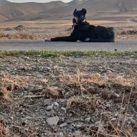 توله ۱۱ماهه