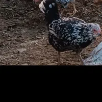 مرغ گلین خال سوزنی معاوضه