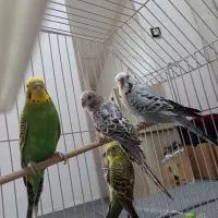 مرغ عشق انگلیسی|پرنده|پاوه, |دیوار