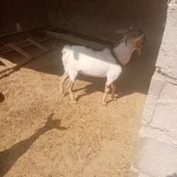 بز و کهره|حیوانات مزرعه|لامرد, |دیوار