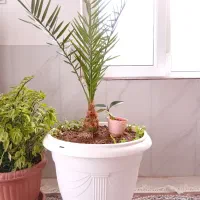 درختچه خرما|گل و گیاه طبیعی|بجنورد, |دیوار