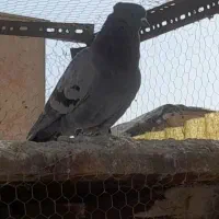 یک جفت کبوتر کلکسیونی|پرنده|اصفهان, جاوان|دیوار