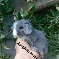 خرگوش لوپ ترکیش (زرقان)