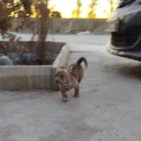 سگ پاکوتاه شیواوا