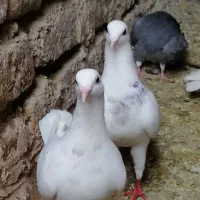 1جفت کبوتر سفید جوان
