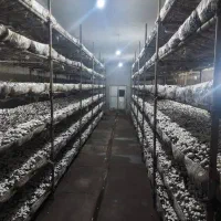 سرمایه گذاری در صنعت پرورش قارچ