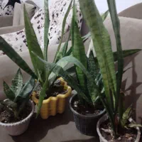 ۴عددگل شاداب