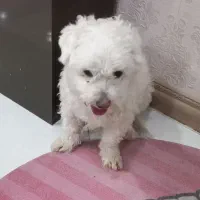 سگ سفید خارجکی|سگ|سیرجان, |دیوار