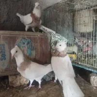 کبوتر طوقی|پرنده|فرخ‌شهر, |دیوار