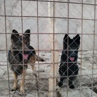 سگ ژرمن قشنگ|سگ|بجنورد, |دیوار