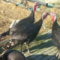 بوقلمون  فروشی