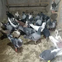 کفتربوم زدوخوردی پرشی