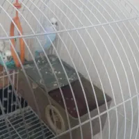 مرغ عشق|پرنده|ماکو, |دیوار