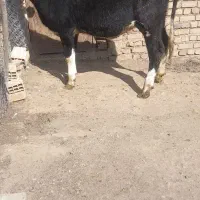 دوراس تلیسه|حیوانات مزرعه|ازنا, |دیوار