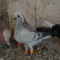 کبوتر|پرنده|شوشتر, |دیوار