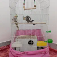 جفت عروس هلندی مولد