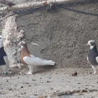 جفت طوق سیاه سوسنی،طوق زرد|پرنده|فسا, |دیوار