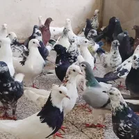 کبوتر تهرانی دمکیر