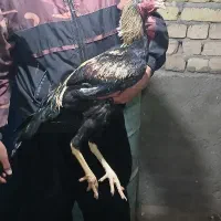 جوجه لاری|حیوانات مزرعه|قم, سالاریه|دیوار