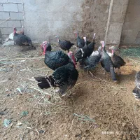 مرغ بقلمون امریکی