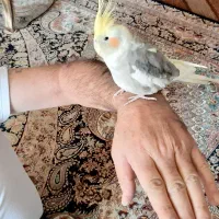 عروس هلندی ابلغ نازنازی|پرنده|پیر بکران, |دیوار