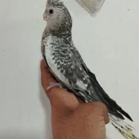 جوجه عروس هلندی دانخور|پرنده|دزفول, |دیوار