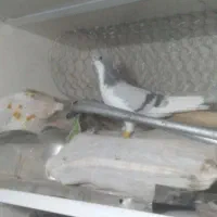 شصتی کبود نر