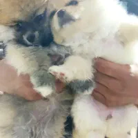 پامر خرسی|سگ|شیراز, انجیره|دیوار