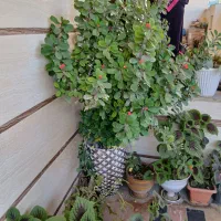 گل مرجان|گل و گیاه طبیعی|ساری, |دیوار