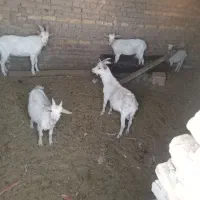 بزسانن|حیوانات مزرعه|زاوه, |دیوار