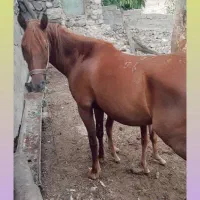 اسب