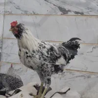 خروس جوان زیبا