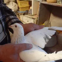 چپ ماده ،هفترنگ نر کفتر|پرنده|اقبالیه, |دیوار