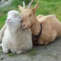 قصاب سیار+منصف
