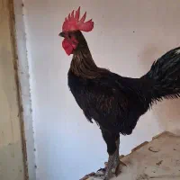 تخم‌ نطفه دارمرغ مینیاتوری|حیوانات مزرعه|پاکدشت, پاکدشت (مامازند)|دیوار