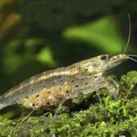 شریمپ آب شیرین