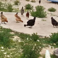 فروش مرغ محلی