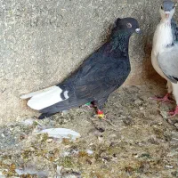 کفتر|پرنده|مشهد, شهید قربانی|دیوار