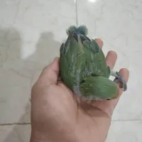 جوجه کوتوله|پرنده|بندرعباس, |دیوار