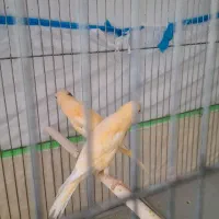 قناری|پرنده|مرودشت, ژیان|دیوار