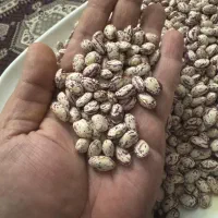 لوبیا چیتی ممتازمحصول امسال (سراب آذربایجان شرقی)|خوردنی و آشامیدنی|تهران, امام زاده حسن|دیوار