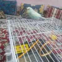 اهواز مهدیس چاراه بنگداران|پرنده|اهواز, کوی مهدیس|دیوار