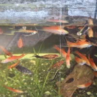 ماهی دم شمشیری خاص