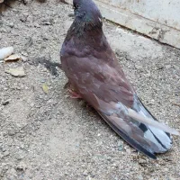 مجسمه کبوتر